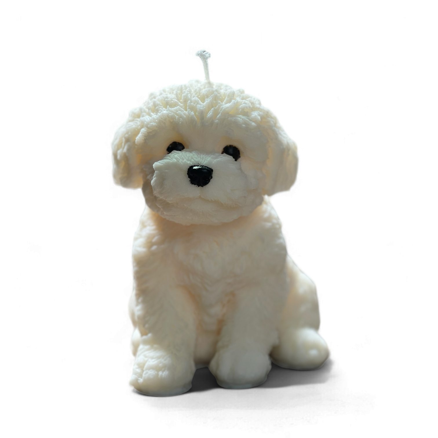 Cute puppy