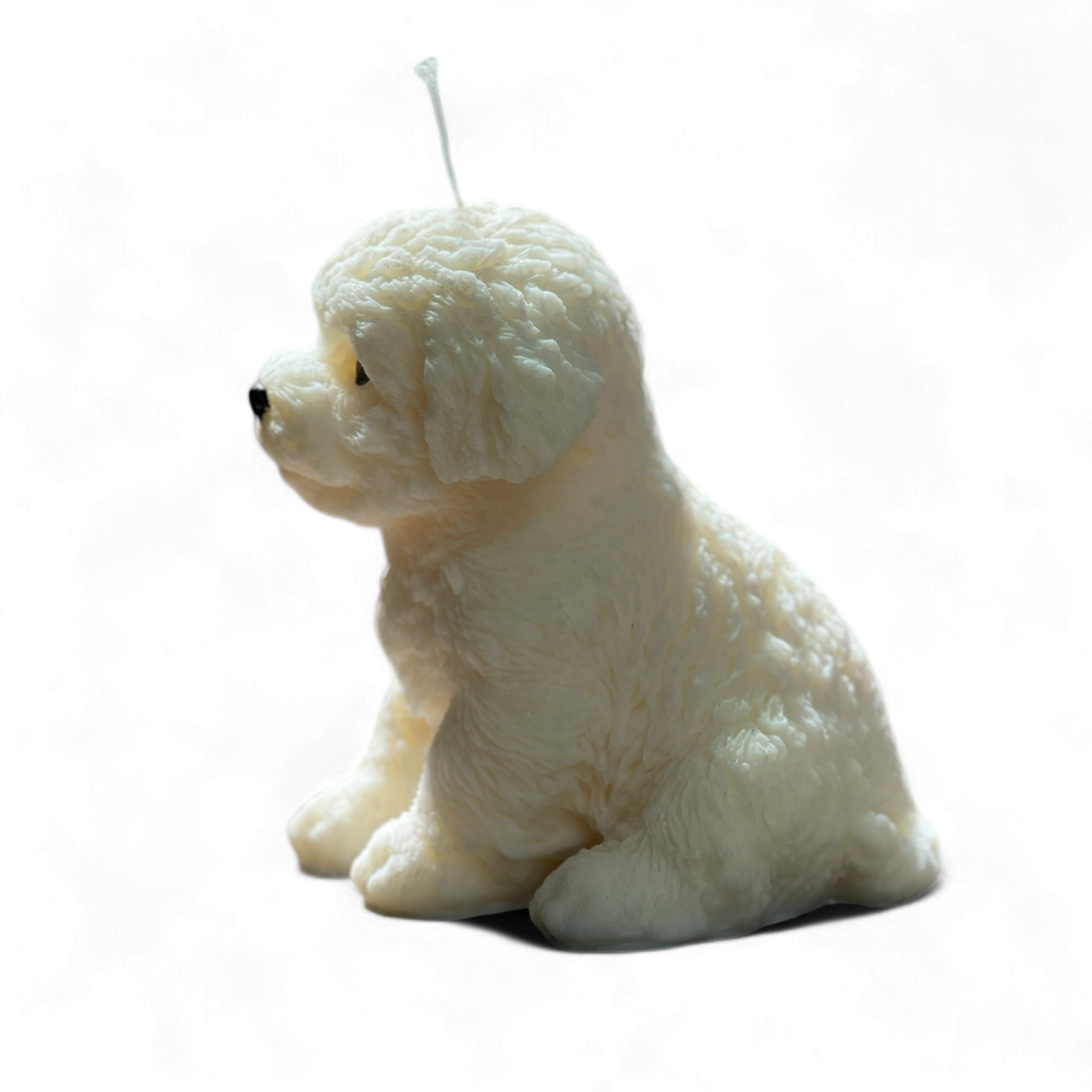 Cute puppy