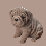 Shar Pei