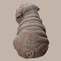 Shar Pei