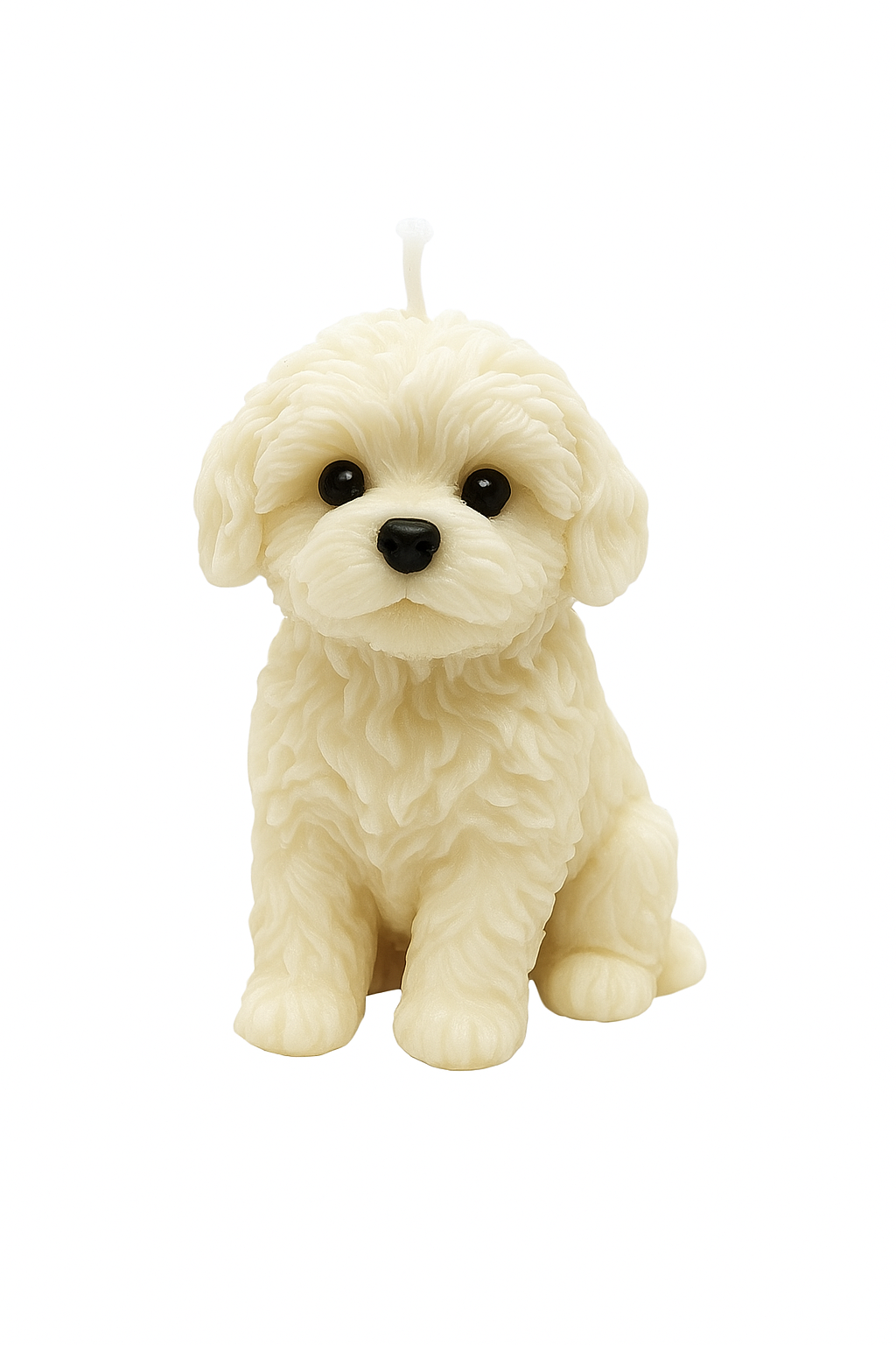Cute puppy